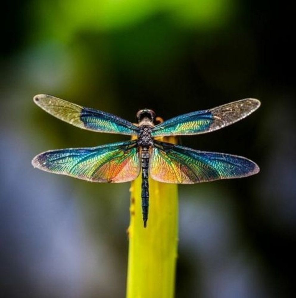 Meet your Posher, Brenda